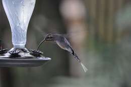 Image of Long-billed Hermit