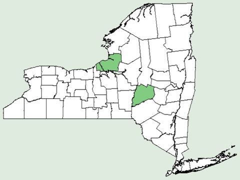 <span class="translation_missing" title="translation missing: en.medium.untitled.map_image_of, page_name: Sage">Map Image Of</span>