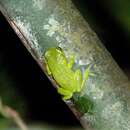 Image of Chalazodes bubble-nest frog