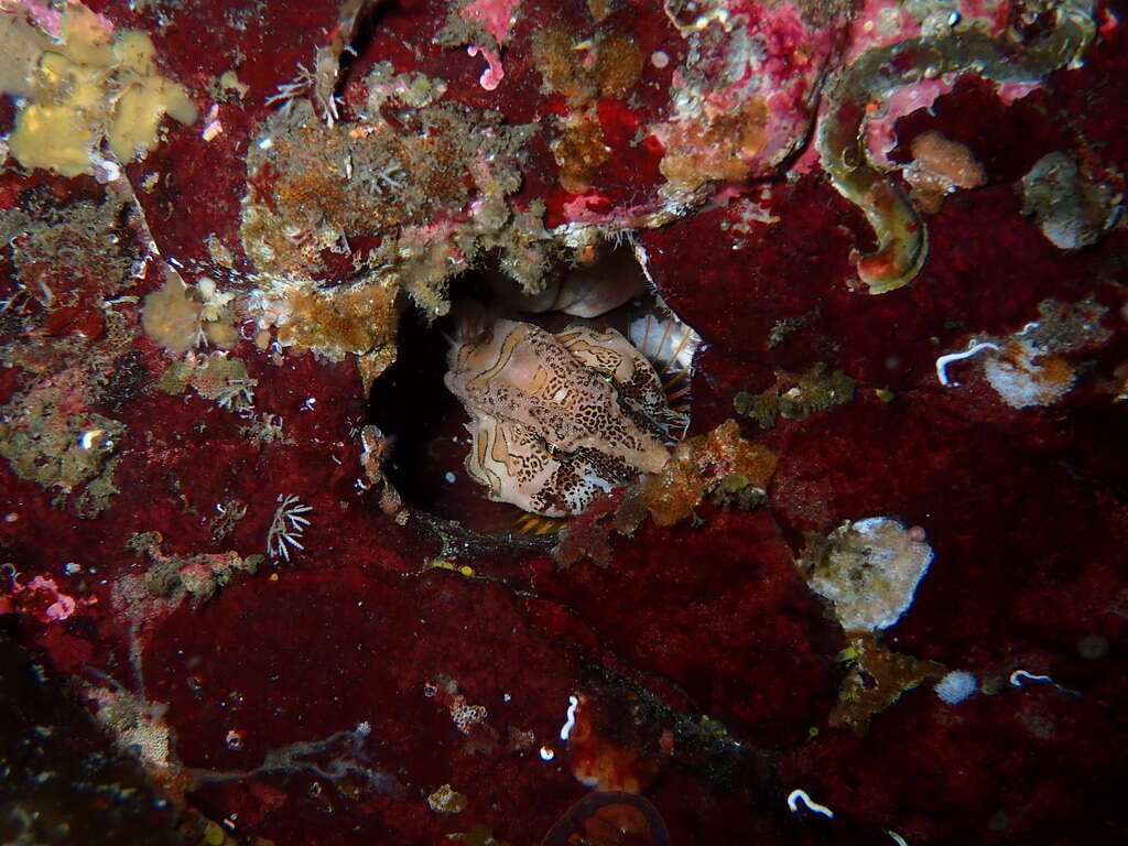 Image of grunt sculpins