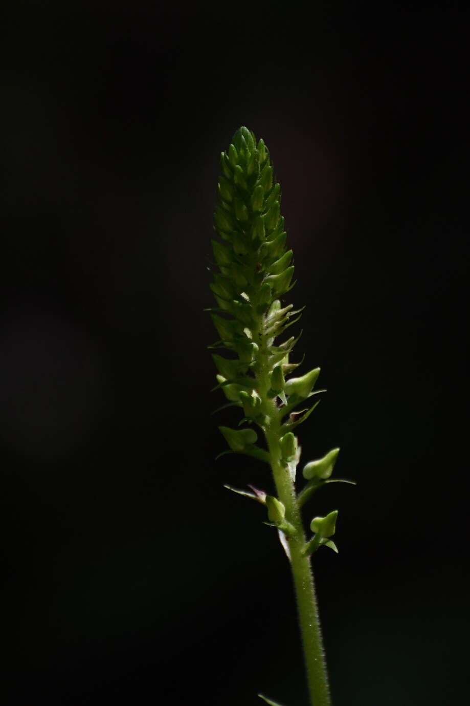 Image of Ponthieva mexicana (A. Rich. & Galeotti) Salazar