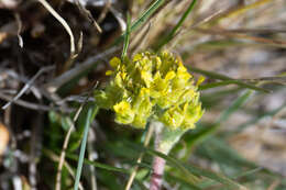 Imagem de Ivesia campestris (M. E. Jones) Rydb.