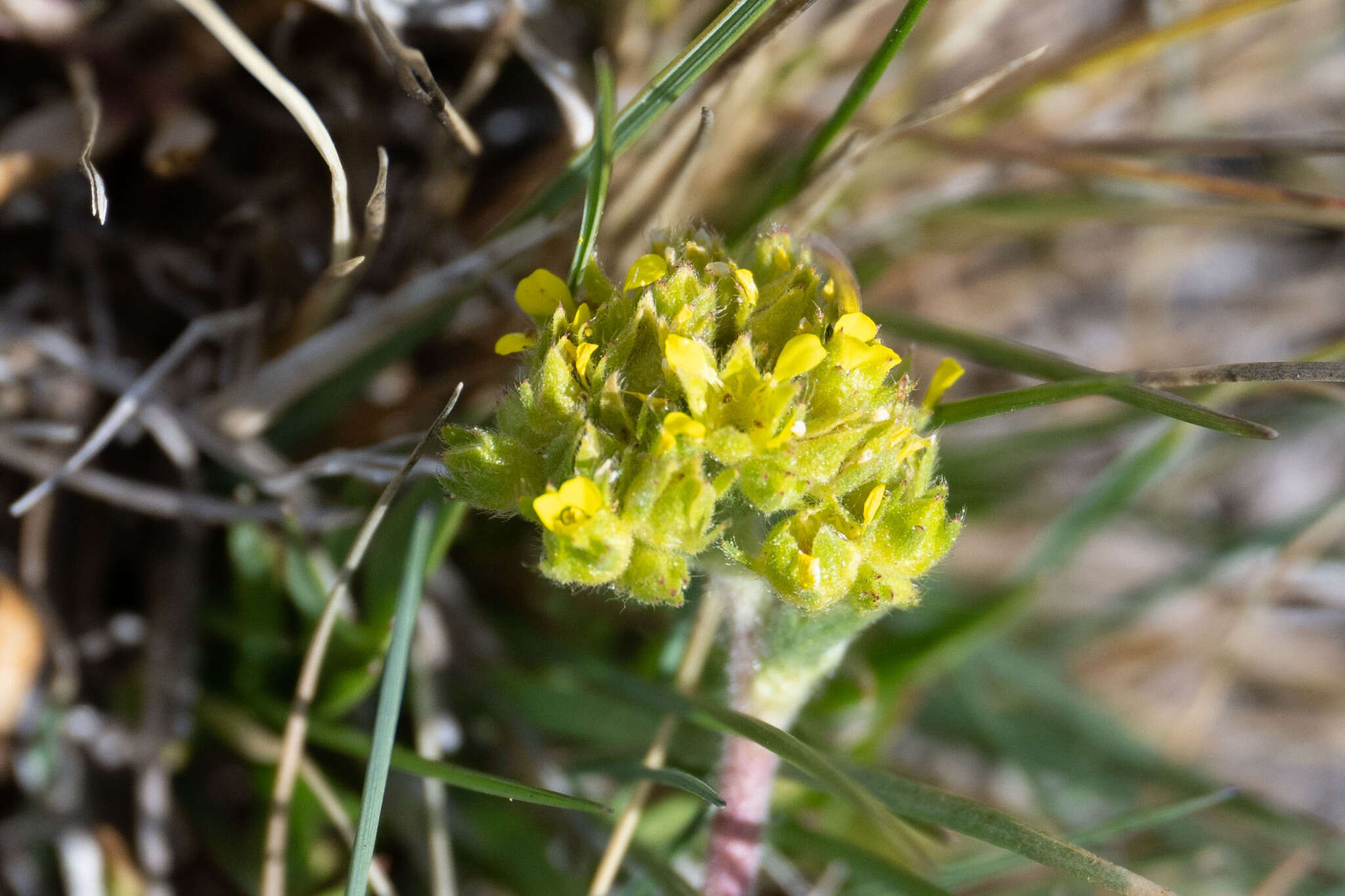 Image de Ivesia campestris (M. E. Jones) Rydb.