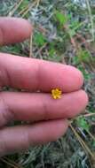 Image of Dwarf Dandelion