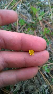 Image of Dwarf Dandelion