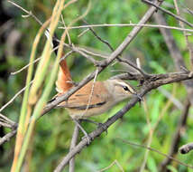 Image of Kalahari Scrub Robin