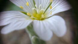 Imagem de Cerastium biebersteinii DC.