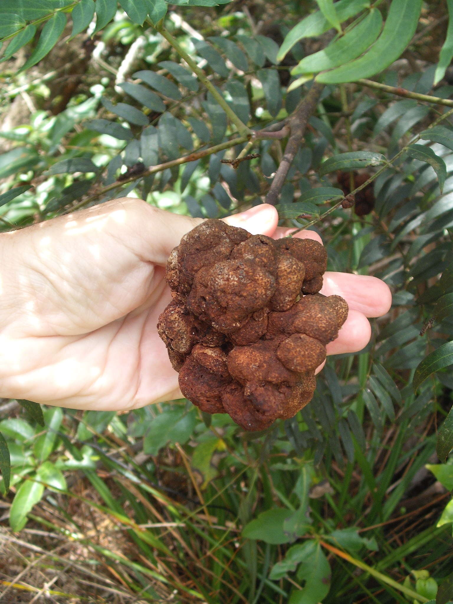 Image of Uromycladium murphyi