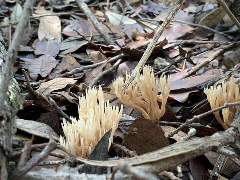 Lentaria byssiseda Corner 1950 resmi