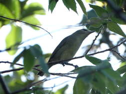 Слика од Vireo magister (Baird & SF 1871)