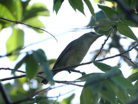Image of Yucatan Vireo