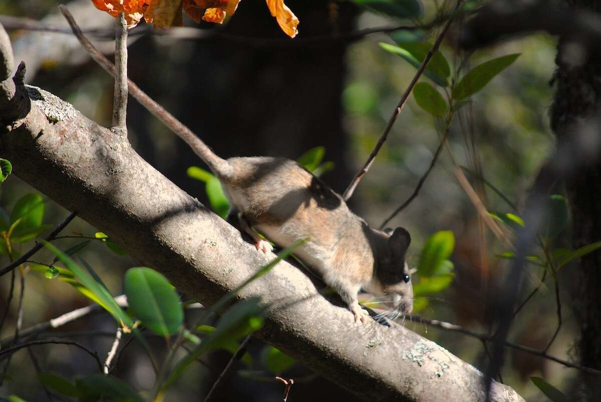 Image of Dusky-footed Woodrat