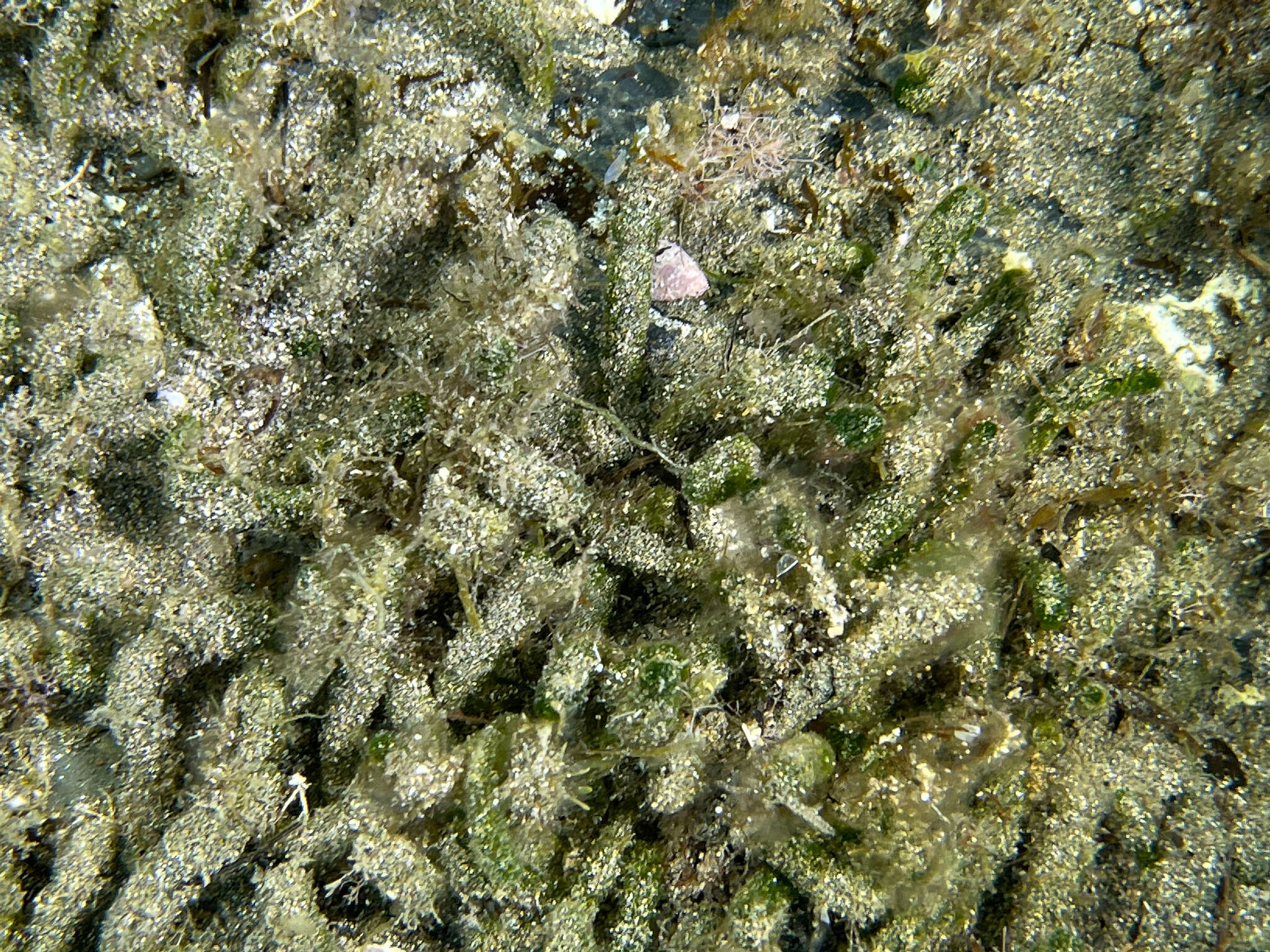 Image of Dasycladus vermicularis
