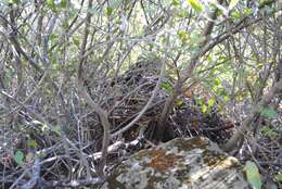 Image of Dusky-footed Woodrat