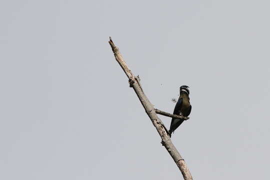 Image of Whiskered Treeswift