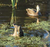 Image of Grey Duck