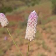 Image of Ptilotus calostachyus F. Müll.