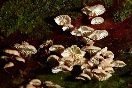 Image of Mycetinis curraniae (G. Stev.) J. A. Cooper & P. Leonard 2012