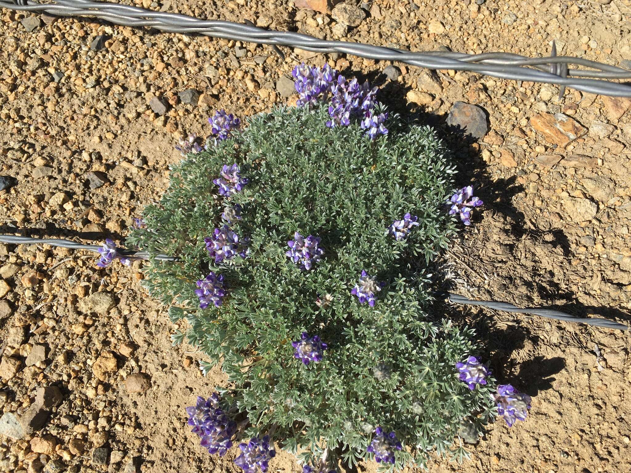 Image of matted lupine