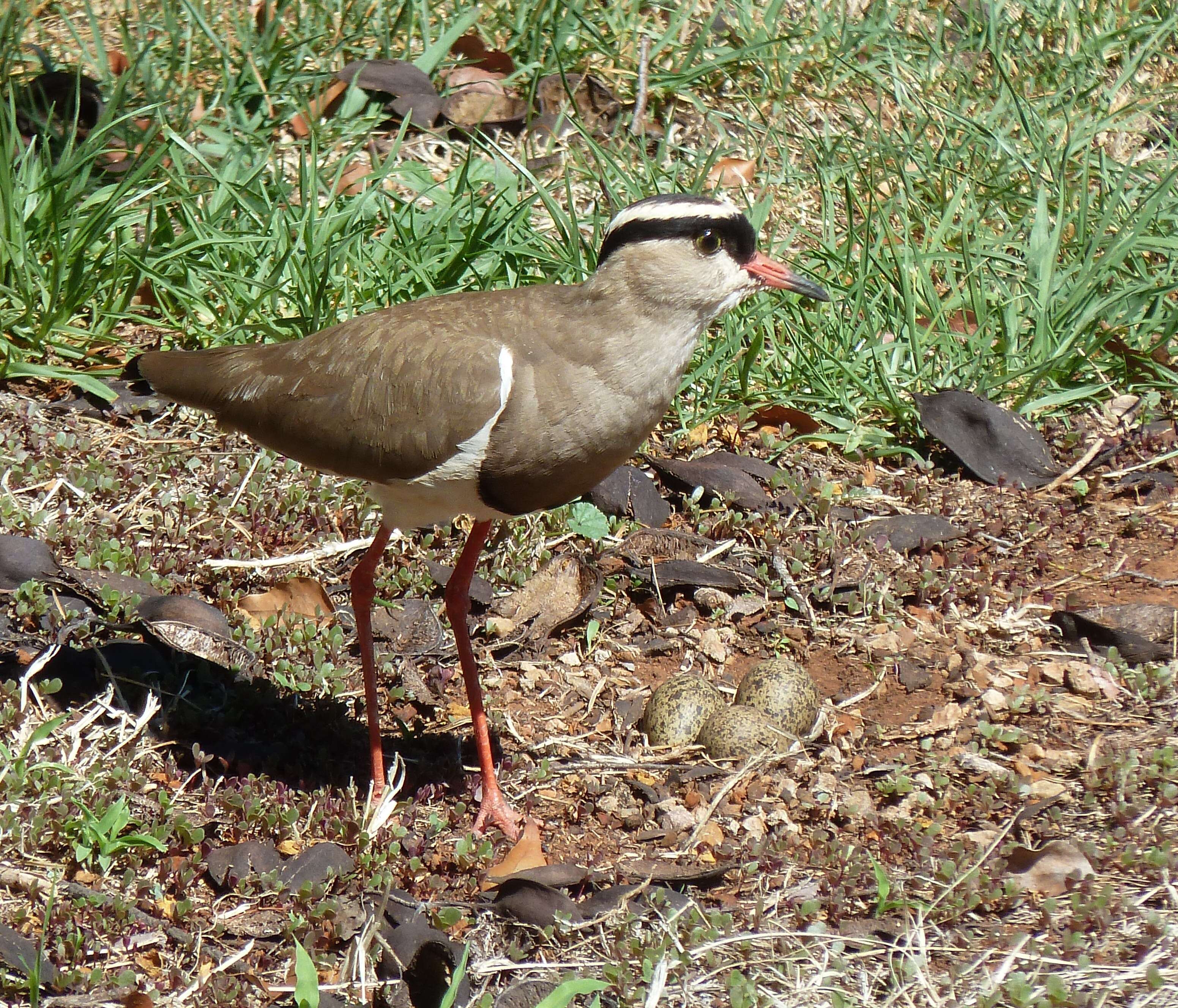 صورة Vanellus coronatus (Boddaert 1783)