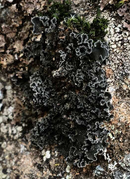 Image of leptochidium lichen