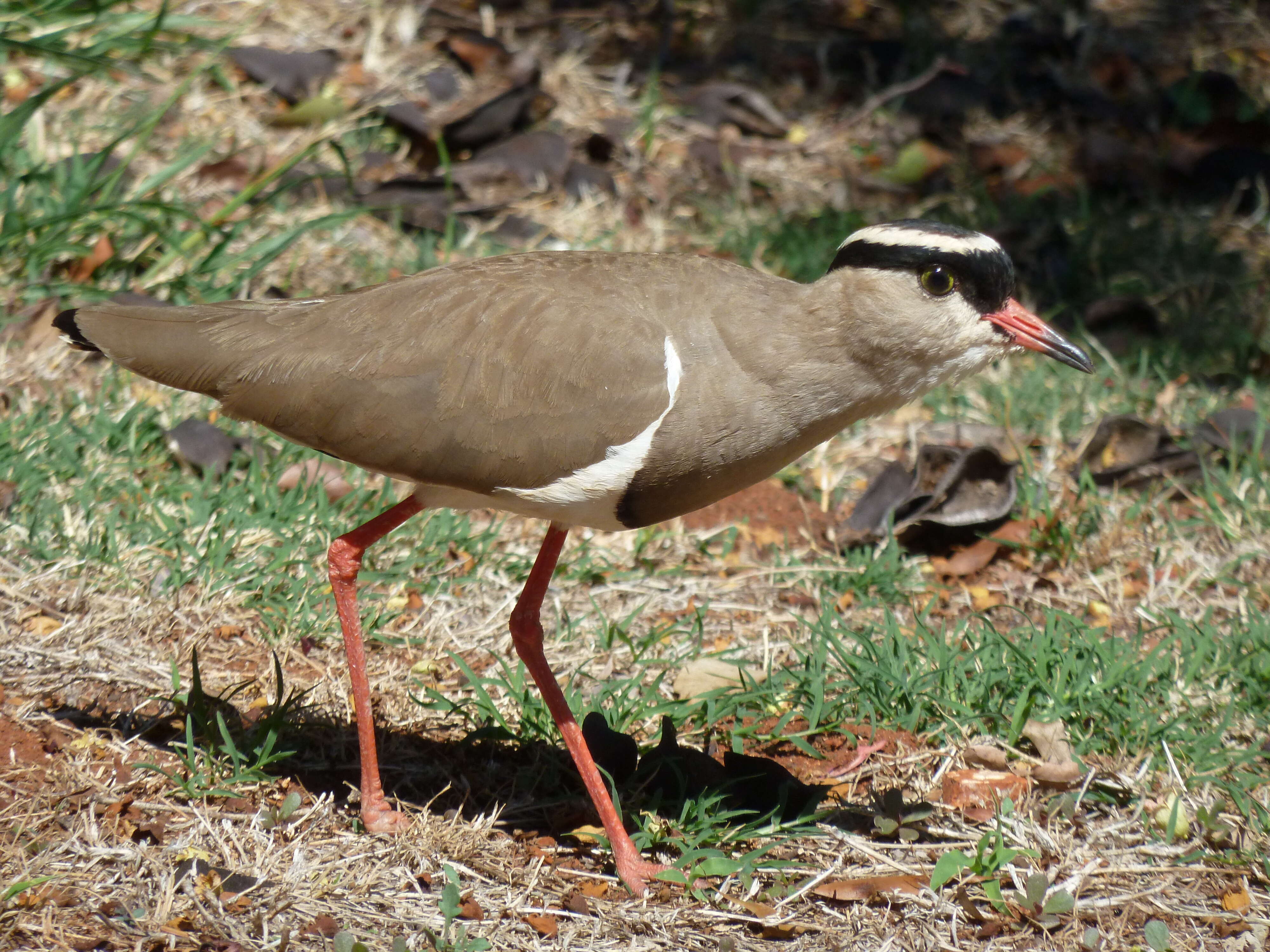 صورة Vanellus coronatus (Boddaert 1783)