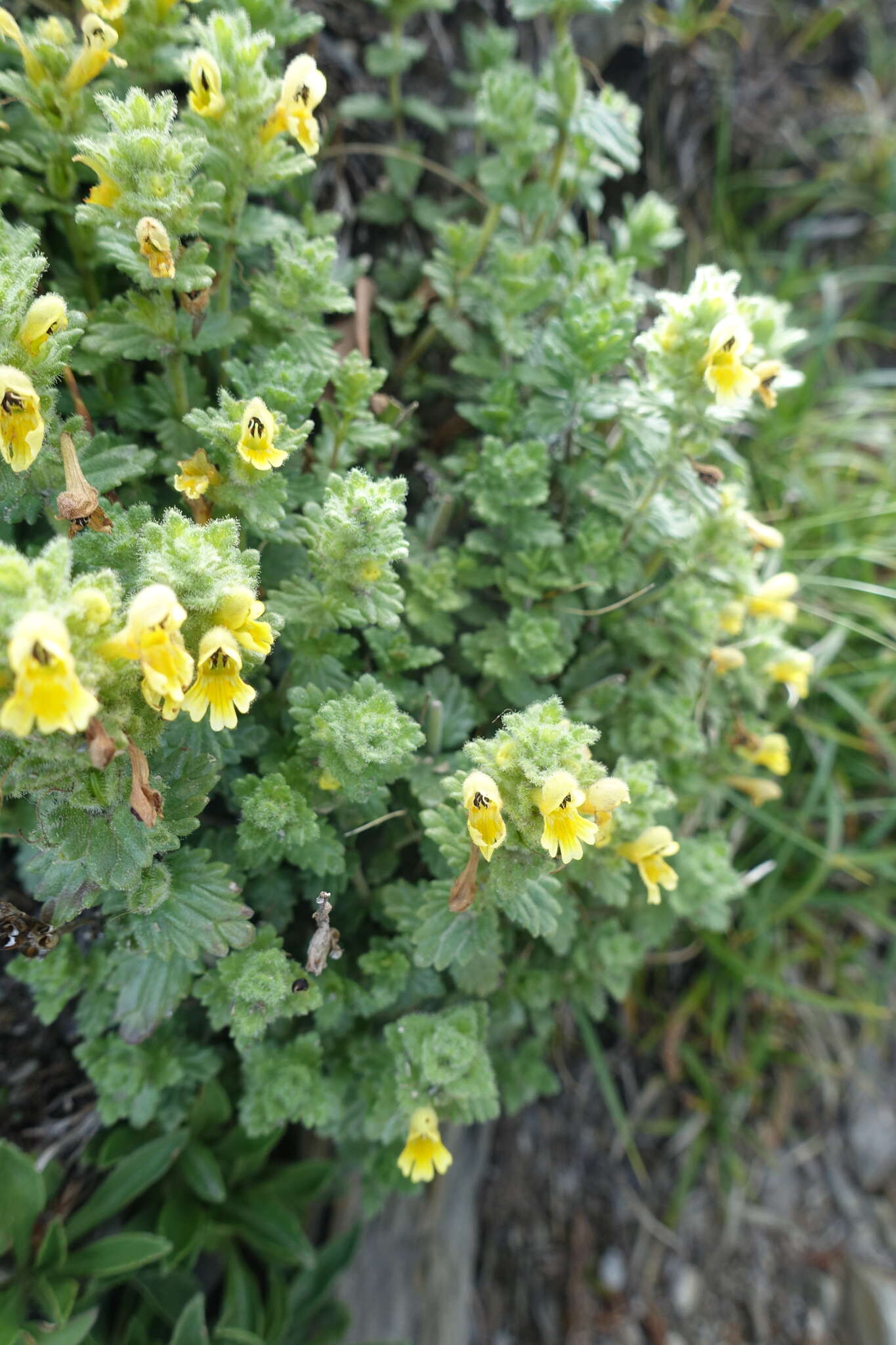 Imagem de Euphrasia nankotaizanensis Yamam.