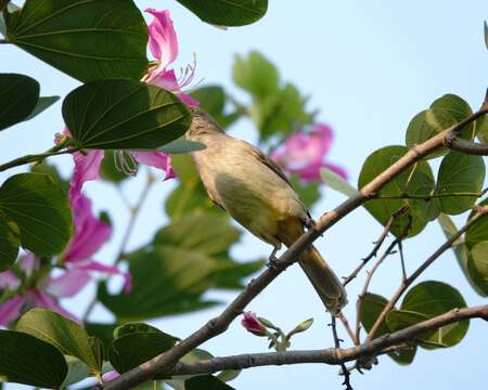 Image of Streak-eared Bulbul