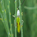 Image of two-marked grasshopper