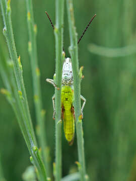 Image of two-marked grasshopper