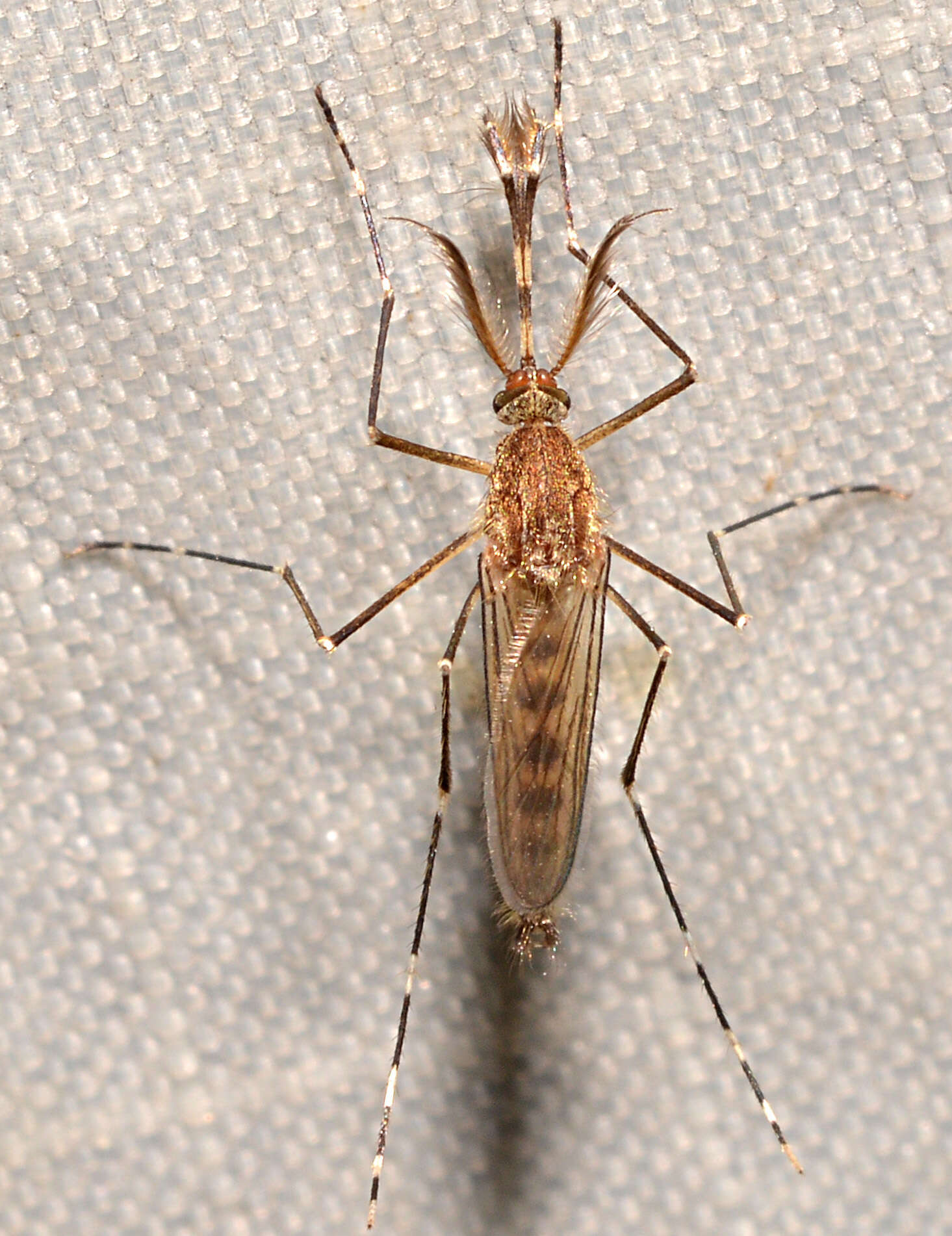 Imagem de Aedes canadensis canadensis