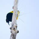 Image of Twelve-wired Bird-of-Paradise