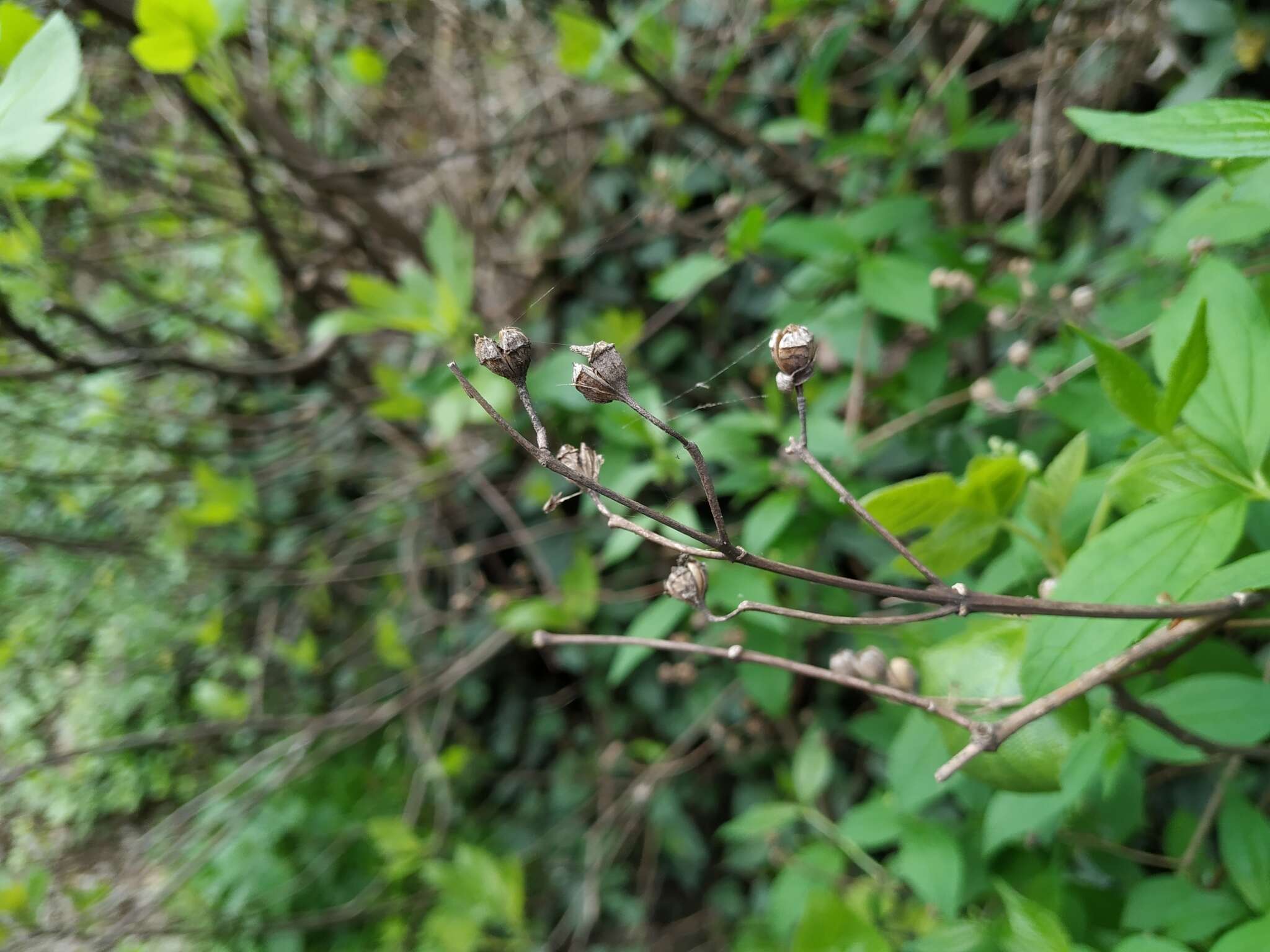 Image of golden mock orange