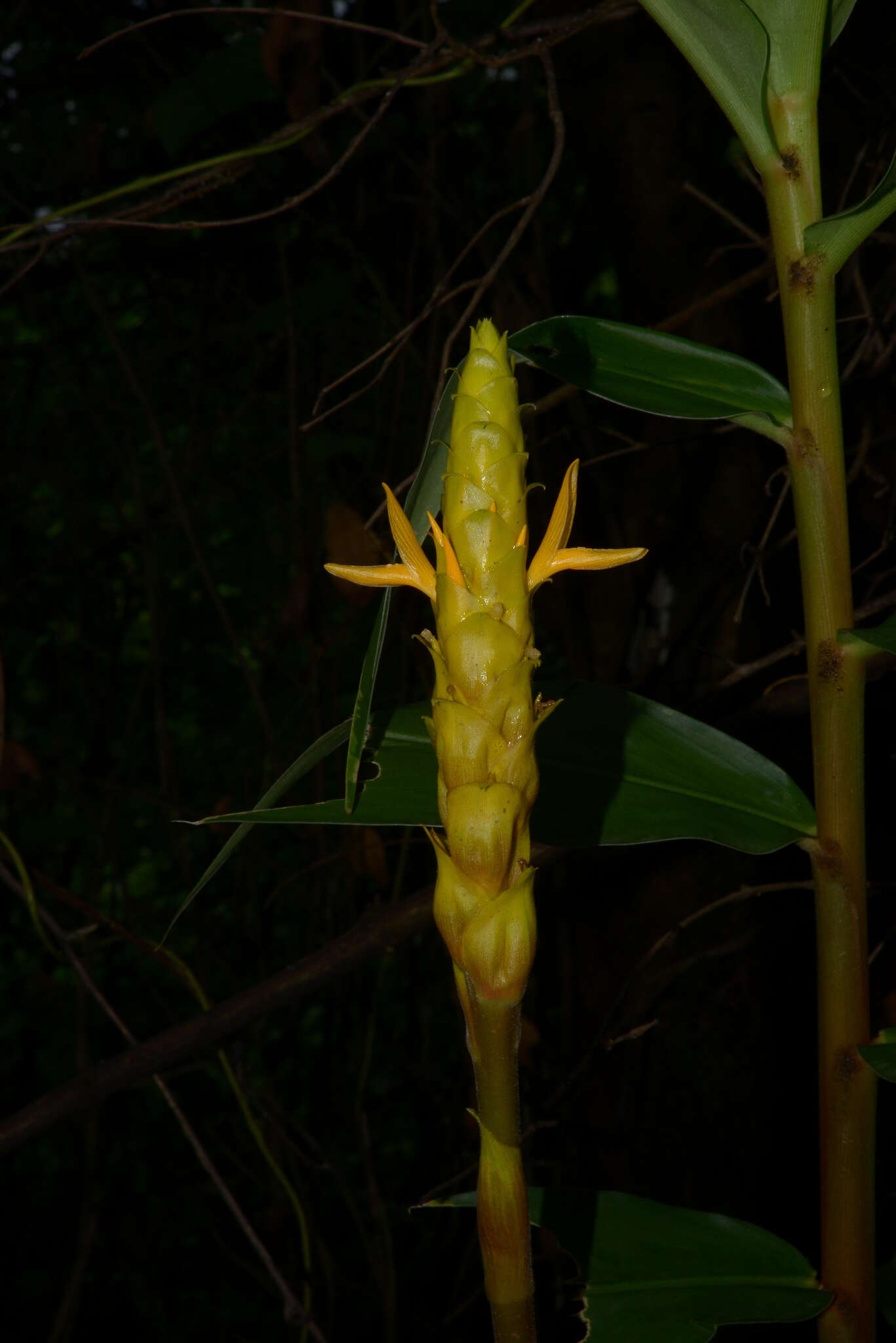 Image de Zingiber neesanum (J. Graham) Ramamoorthy