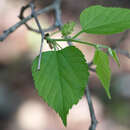 Image of Texas Mulberry