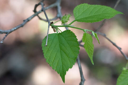 Image of Texas Mulberry