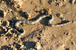 Image of North-western Mangrove Seasnake