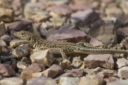 Image of Strauch's Racerunner
