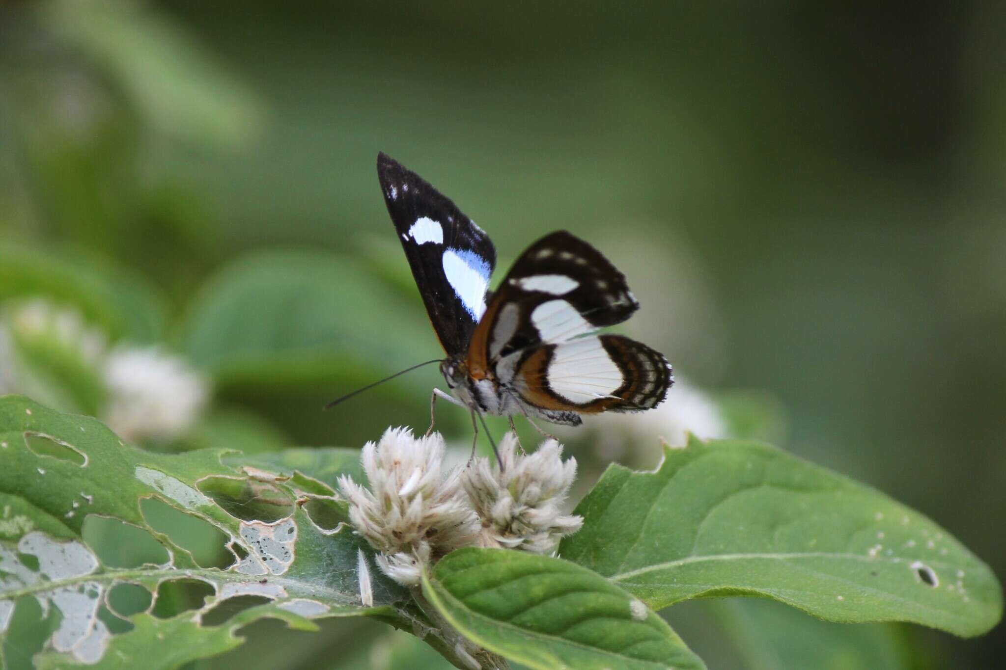 Image of Irenia Metalmark