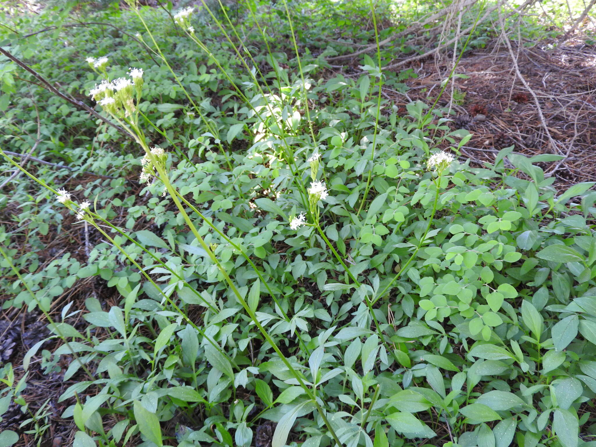 Image of California valerian