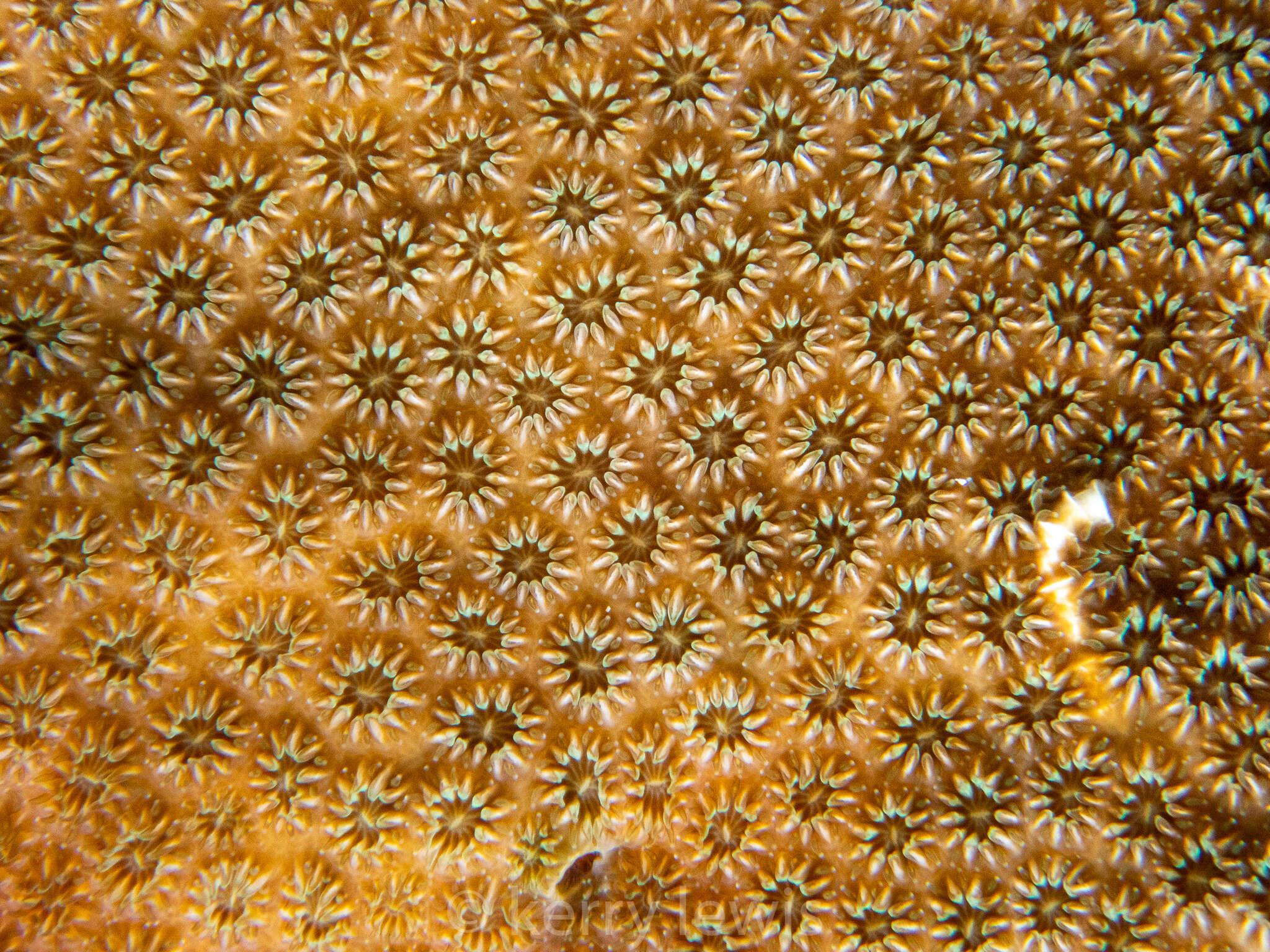 Image of Blushing Star Coral