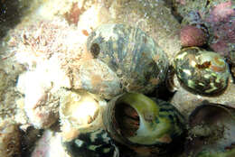 Image of Southern hermit crab