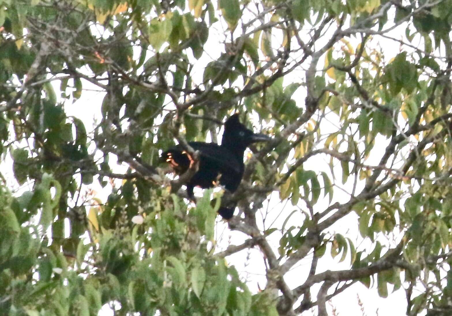 Image of umbrellabird