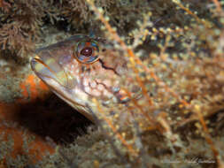 Image of Masquerader hairy blenny