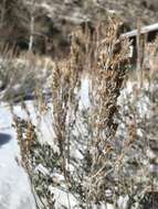 Imagem de Artemisia tridentata subsp. wyomingensis Beetle & Young