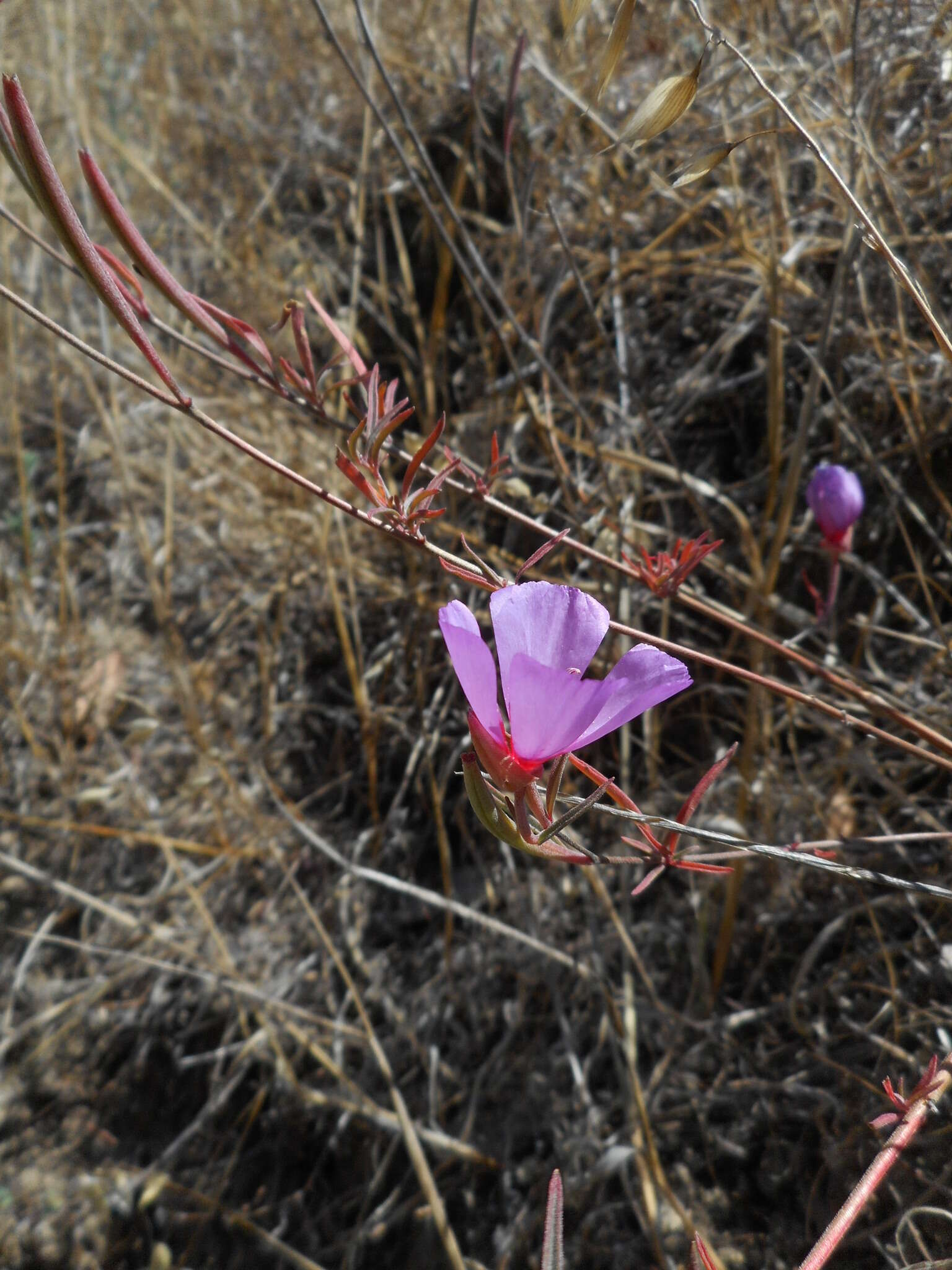 Image of ruby chalice clarkia