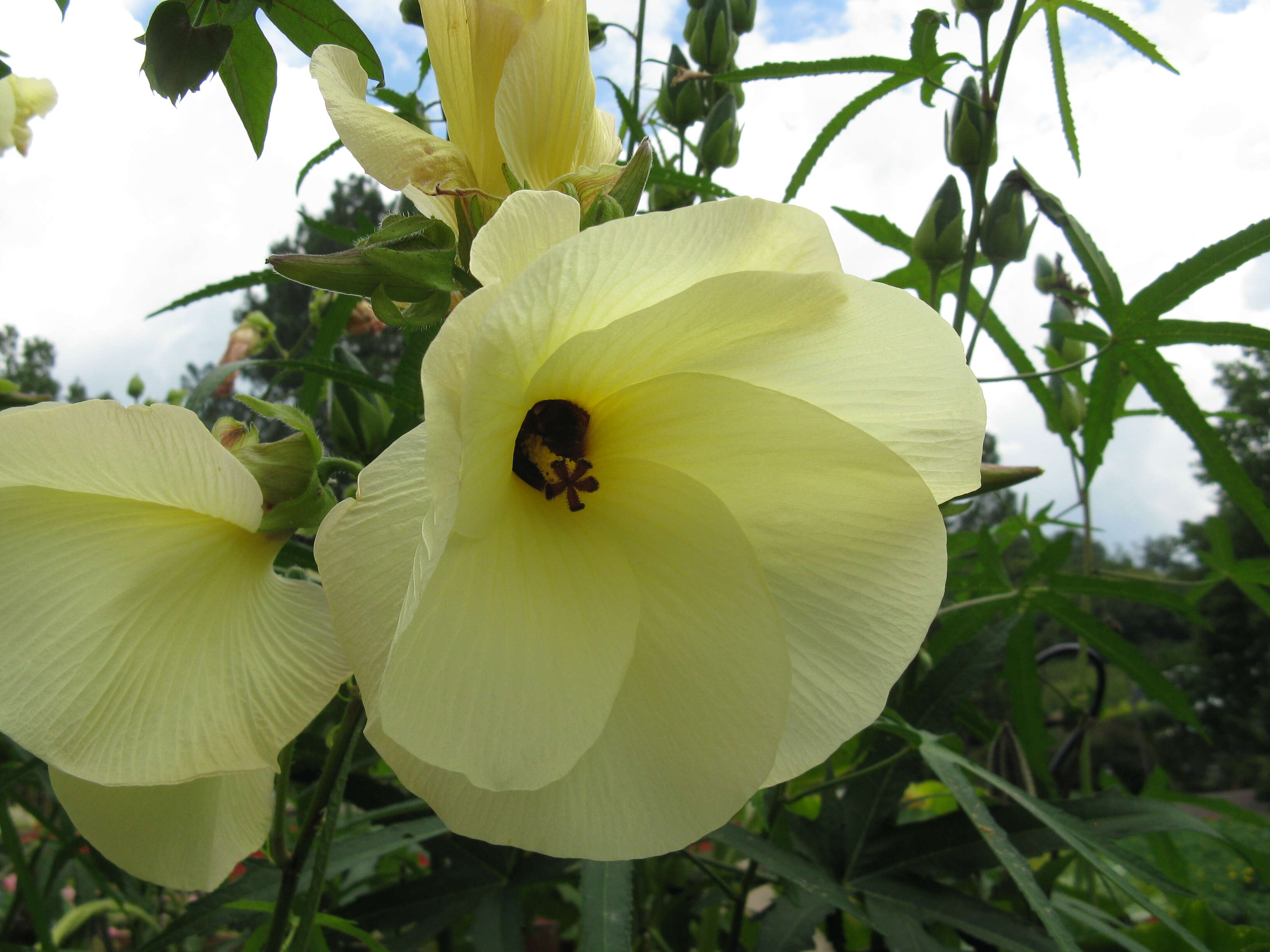 Imagem de Gossypium arboreum L.