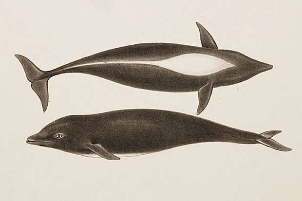 Image of Right whale dolphin