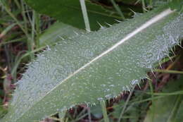 Imagem de Cirsium monspessulanum (L.) Hill