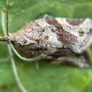 Image of Orange Tortrix